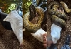 Giant-python-hunting-viral-video-instagram