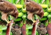 Eagle-vs-snake-viral-video