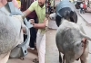 Bull-stuck-water-tank-market-chaos-viral-video