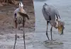 Heron-hunts-fish-and-walks-majestically-viral-video