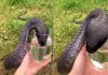 Black-king-cobra-drinks-water-from-human-hands