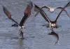 Eagle-hunts-large-fish-viral-video