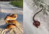 Corn-snake-viral-video-strike-defense