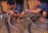 Venomous-cobra-shampoo-bath-viral-video-tamil
