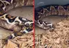 Snake-giving-birth-video-tamil