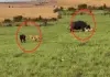 Wild-buffalo-chases-lions-to-protect-calf