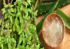 Aloe-vera-cool-fertilizer-for-tulsi-plant-summer-care