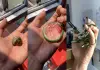 Viper-snakes-giving-birth-without-eggs-viral-video
