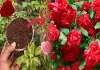 Rose-plant-organic-fertilizer-method-for-more-blooms