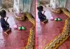 Reticulated-python-child-video-viral