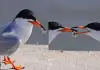 Bird-hunts-two-fish-gives-one-to-other
