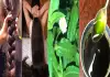 Herbal-hair-oil-for-hair-fall-control