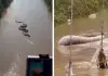 Viral-snake-videos-around-the-world
