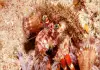 Animals-that-survive-without-water-or-food
