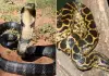 King-cobra-vs-reticulated-python-who-wins