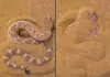 Sidewinder-snake-buried-in-sand-viral-video