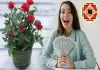 Vastu-benefits-of-rose-flower