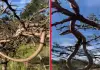 Amazing-twig-snake-rare-video-tamil