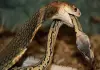 King-cobra-breeding-and-protection