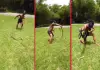 Chicken-snake-chase-viral-video-tamil
