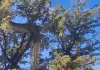 Giant-south-african-snake-tree-video