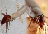 Natural-lizard-ant-repellent-kitchen-ingredients
