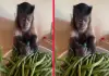Monkey-working-video-viral