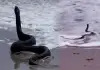 Black-king-cobra-beach-video-viral