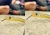 Terrifying-snake-tongue-video