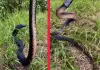Red-bellied-black-snake-australia-viral-video