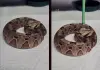 Gaboon-viper-attack-video-goes-viral