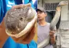 Giant-king-cobra-goes-viral-like-anaconda