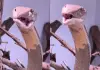Viral-king-cobra-head-sway-video