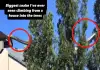 Mountain-snake-crawling-roof-to-tree-video