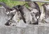 Eagle-fight-for-fish-hunting-scene