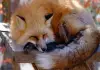 Fox-village-japan-travel-info