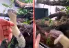 King-cobra-attacks-woman-video-goes-viral