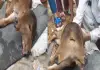 Rare-calf-with-two-heads-uttarpradesh