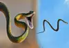 Flying-snakes-facts-asia-india