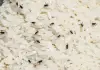How-to-protect-rice-dal-from-insects-rainy-season