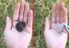 Egg-eater-snake-self-defense-video