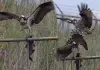 Eagle-fight-for-fish-viral-video