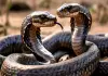 Snakes-that-eat-other-snakes-india-facts