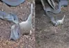 Black-mamba-swallows-rat-video