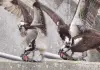 Eagle-fight-for-fish-video