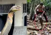 King-cobra-attack-video-viral