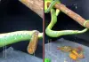 Viral-video-snake-giving-birth-online