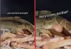 Boa-constrictor-snake-birth-video