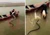 Viral-video-man-saves-goat-from-king-cobra