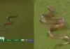 Snake-enters-during-sl-vs-ban-odi-match